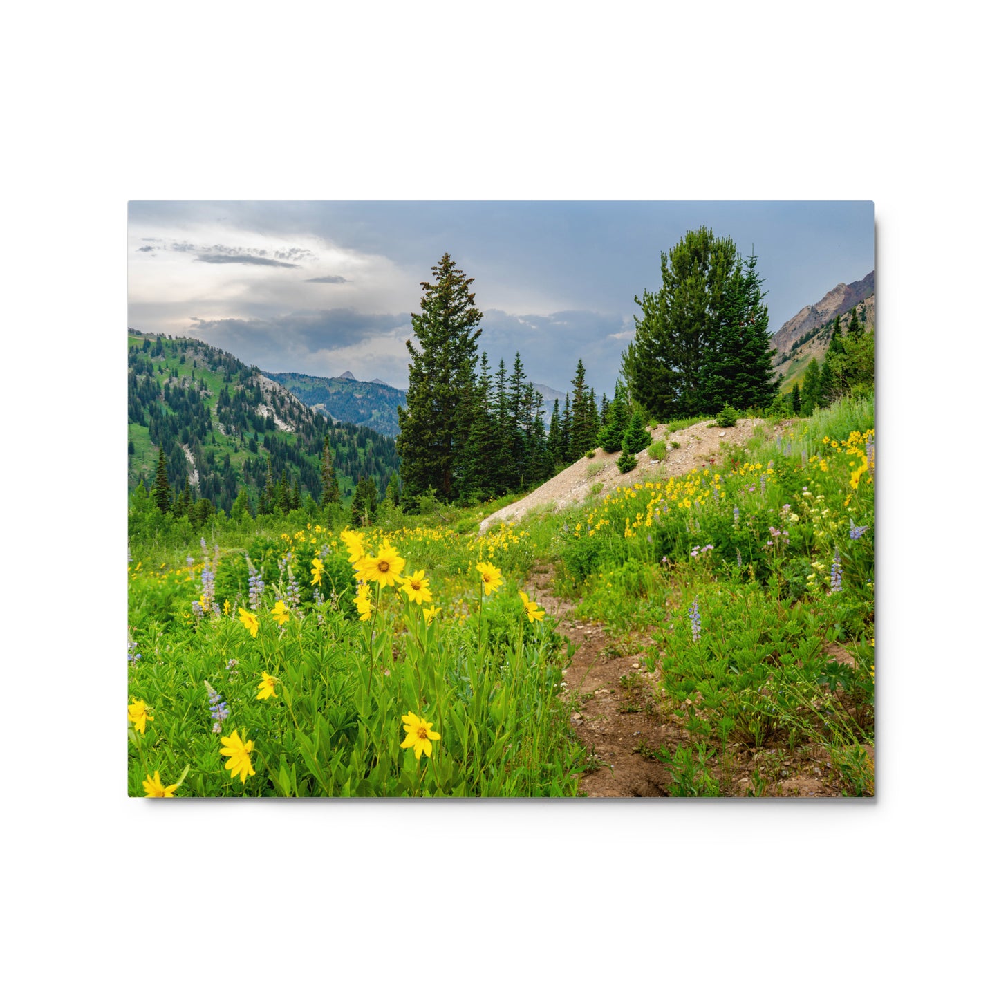 Summer Wild Flowers