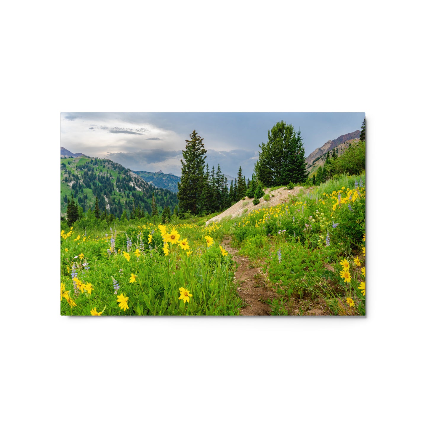 Summer Wild Flowers