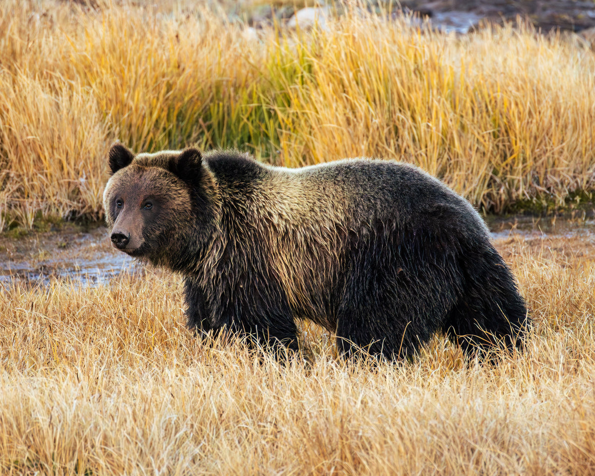 Wildlife