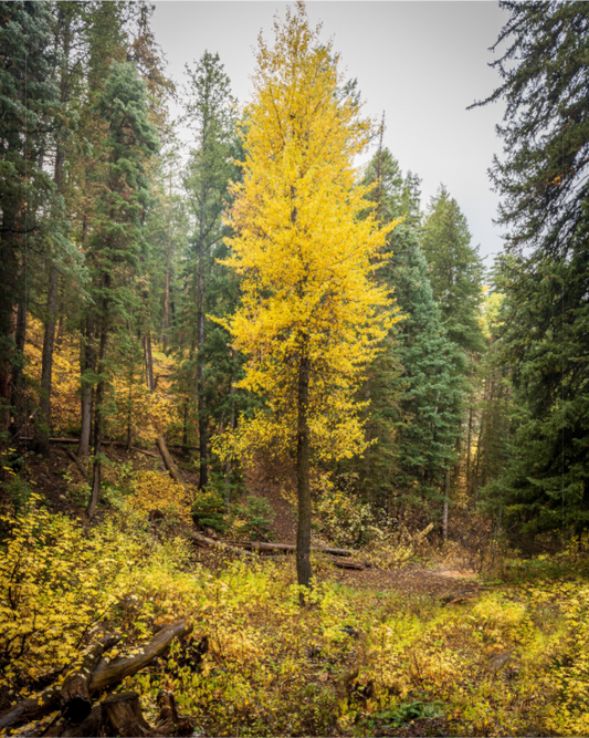 Solitary Fall