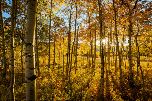 Fall Gold