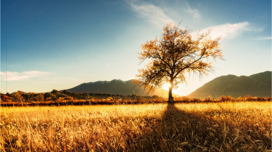 Harvest Field