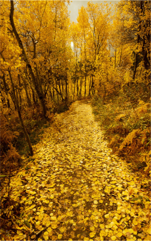 Path of Gold