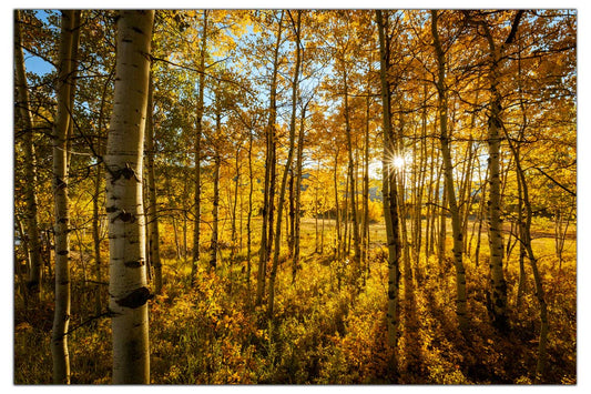 Utah Alpine Loop Fall Aspens Wall Art
