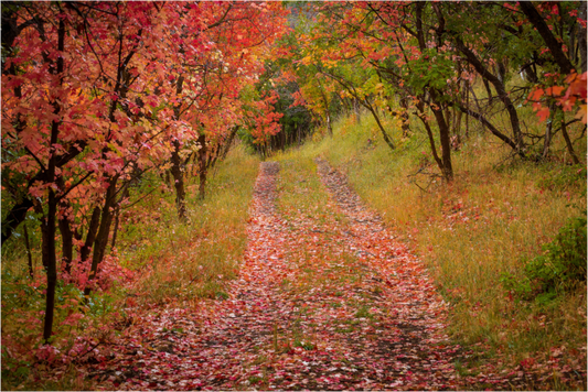 Path to Maple Lake