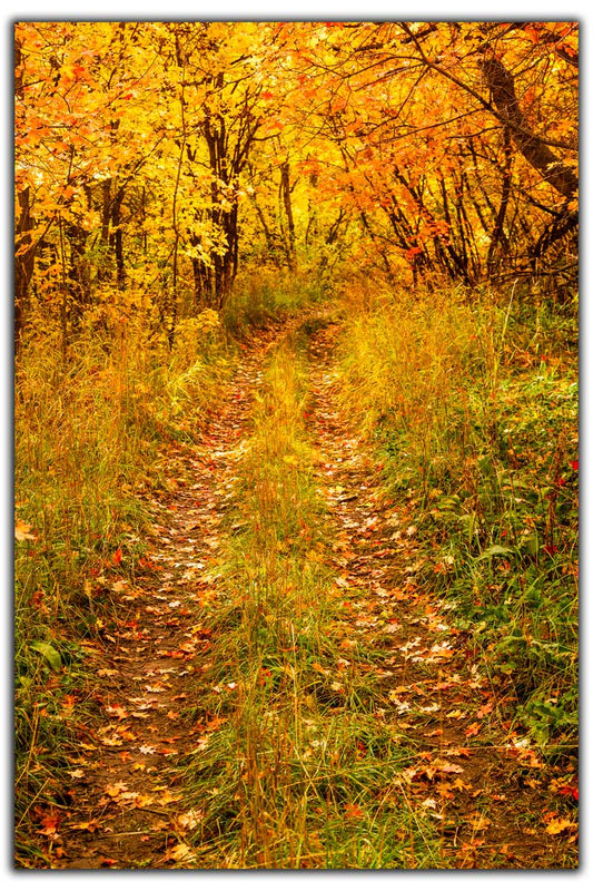 A Fall Walk in Utah