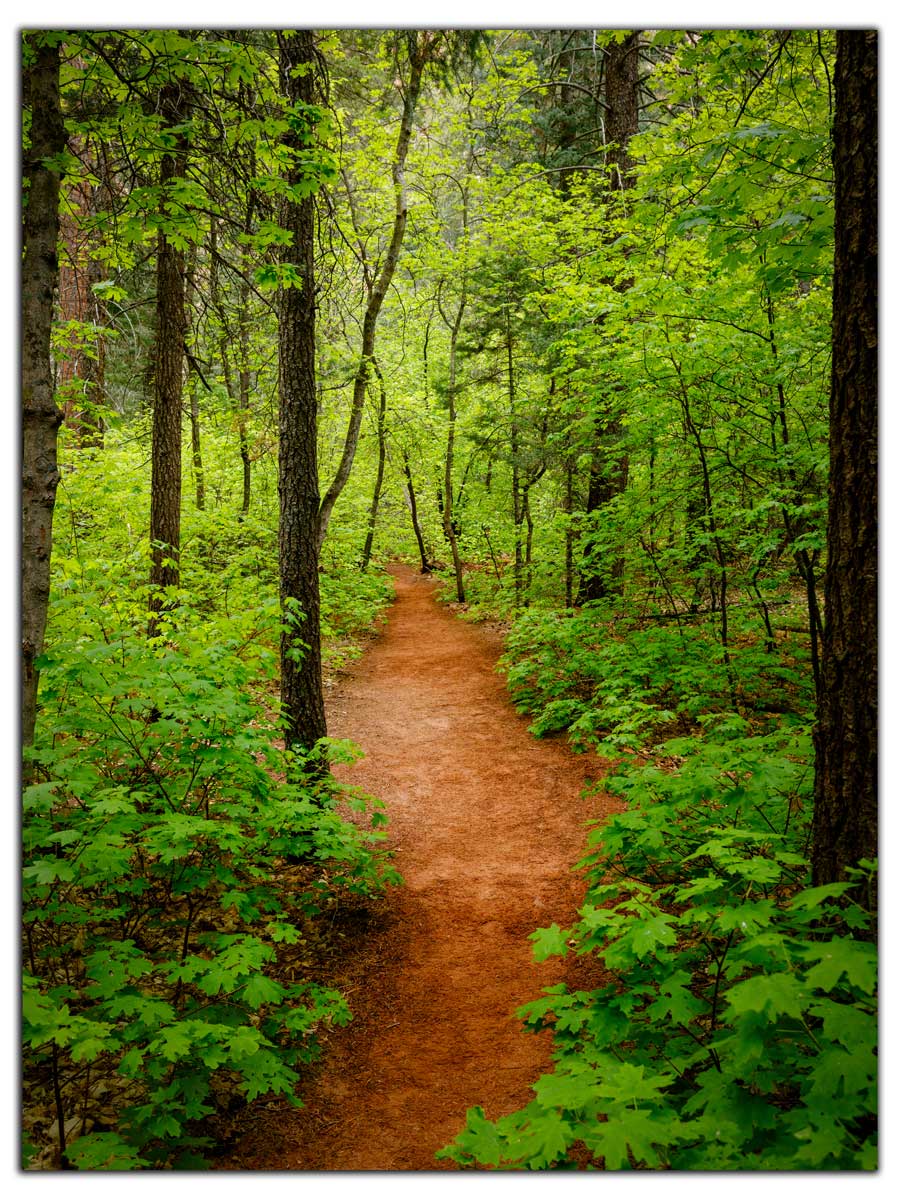 A Verdant Pathway