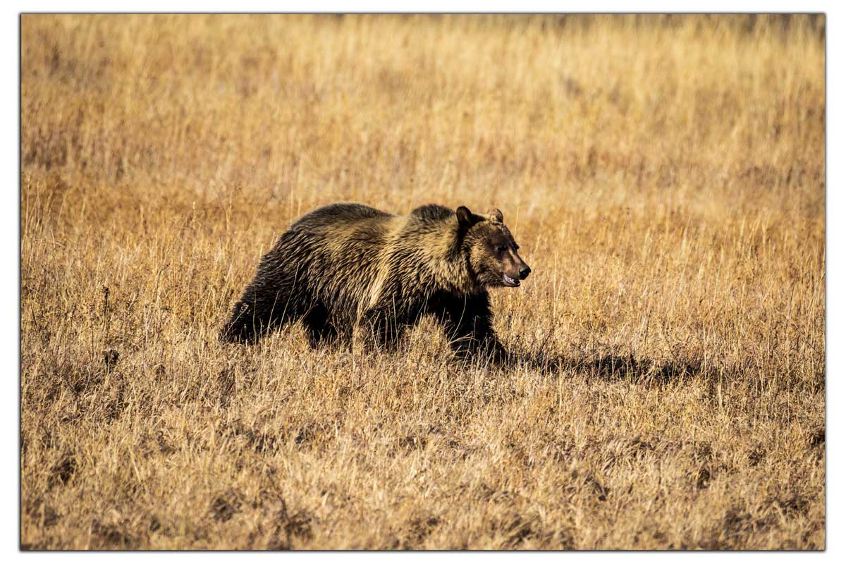Young Grizzly Bear - Yellowstone National Park
