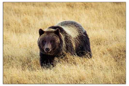 Grizzly Bear - Yellowstone National Park