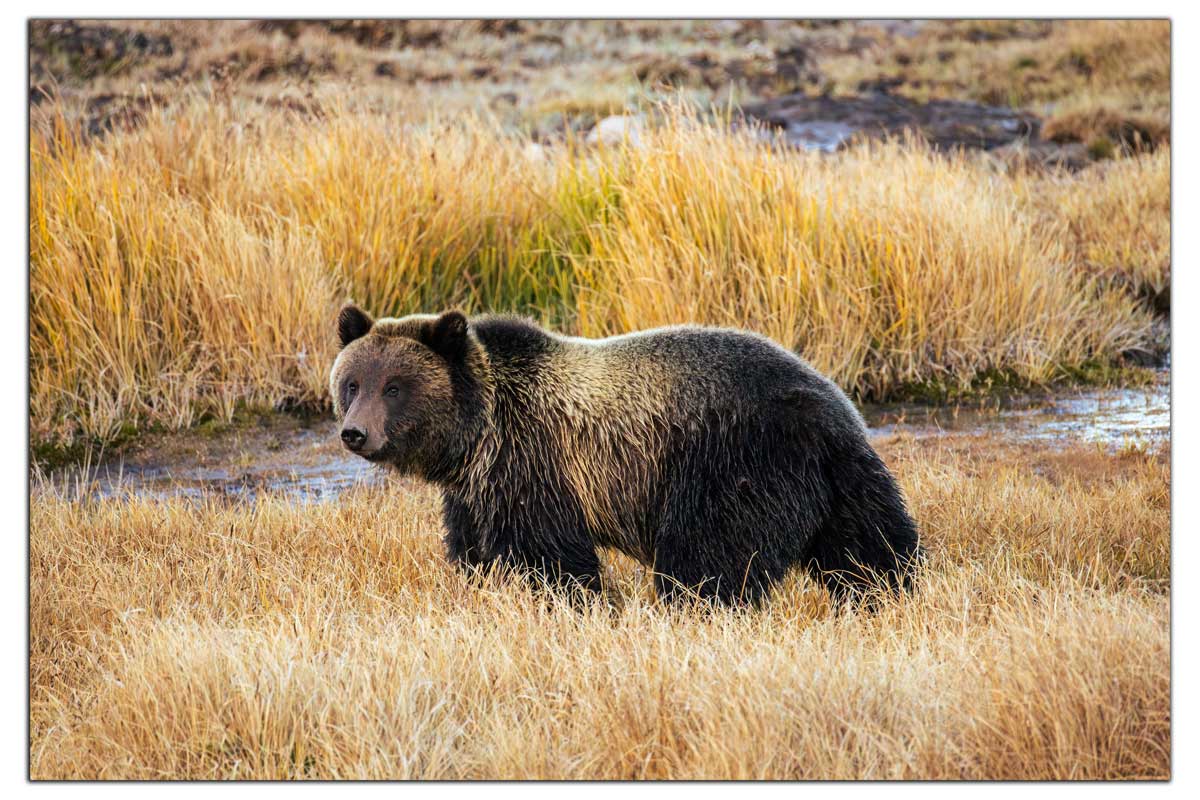 Grizzly Bear - Yellowstone National Park